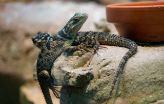 - Zoo Leipzig