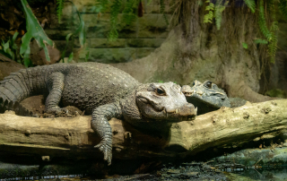 Stumpfkrokodile - Zoo Leipzig