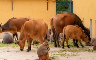 Rotbüffel (Syncerus caffer nanus), Zoo Augsburg