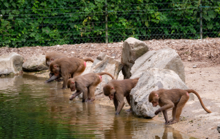 Mantelpavian Papio hamadryas, Zoo Augsburg