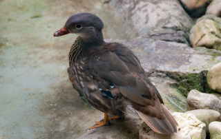 , Zoo Augsburg