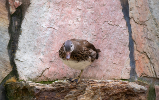 , Zoo Augsburg
