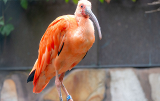 , Zoo Augsburg