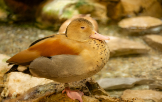 , Zoo Augsburg