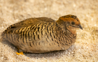 , Zoo Augsburg