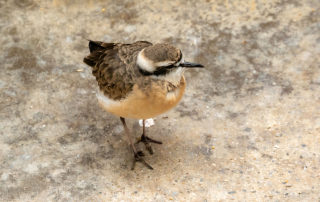 , Zoo Augsburg