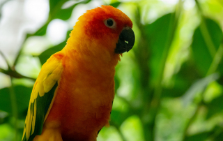 Sonnensittich (Aratinga solstitialis), Zoo Augsburg