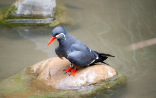 , Zoo Augsburg