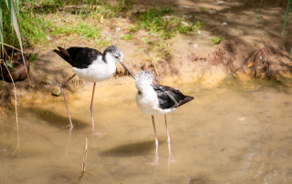 Stelzenläufer (Himantopus himantopus), Zoo Augsburg