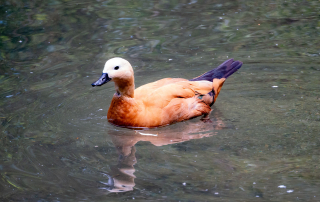 , Zoo Augsburg