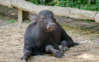 , Zoo Augsburg