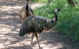 Emu (Dromaius novaehollandiae), Zoo Augsburg