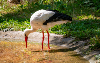 , Zoo Augsburg