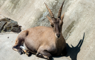 , Zoo Augsburg