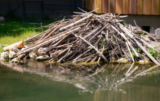 Anlage für Europäische Biber (Castor fiber), Zoo Augsburg