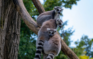Katta (Lemur catta), Zoo Augsburg