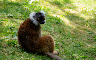 Mohrenmaki (Eulemur macaco)), Zoo Augsburg