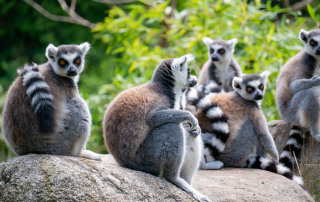 Katta Lemur catta, Zoo Augsburg