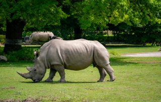 Südliche Breitmaulnashörner (Ceratotherium s. simum), Zoo Augsburg