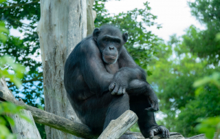 Schimpanse Pan troglodytes, Zoo Augsburg