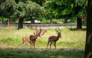 , Zoo Augsburg