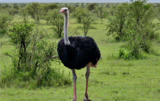 Afrikanischer Strauß Struthio camelus, Zoo Augsburg
