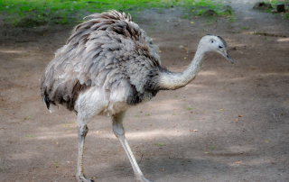 Afrikanischer Strauß Struthio camelus, Zoo Augsburg