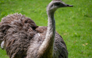 Afrikanischer Strauß Struthio camelus, Zoo Augsburg