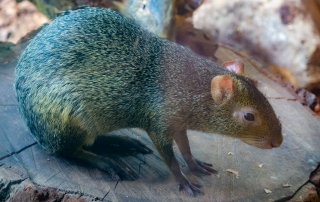 Azara-Aguti (Dasyprocta azarae), Zoo Augsburg