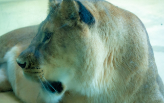 Löwe - Panthera leo bleyenberghi