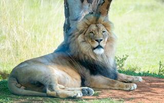 Löwe - Panthera leo bleyenberghi