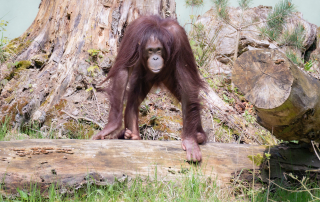 Orang-Utans, Zoo Rostock