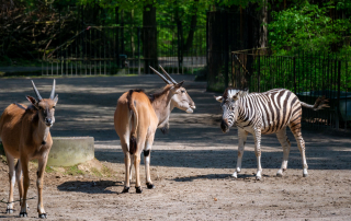 Damarazebra und Elen-Antilope - Zoo Rostock