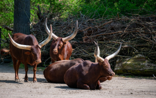 Die Watussis sind eine afrikanische Hausrindrasse, die einst aus Langhorn und Zebu gezüchtet wurde, Zoo Rostock