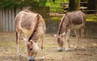 Kulan, Zoo Rostock