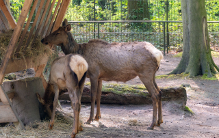 Wapitis stammen aus Nordamerika und bewohnen hier Wald und Tundra. Zoo Rostock