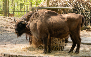 Bereits seit 1960 leben Wisente im Zoo Rostock.