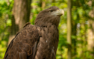 Seeadler "Greta", Zoo Rostock