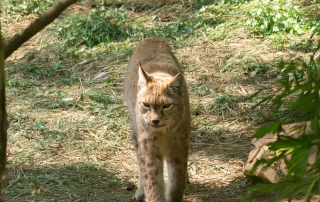 EURASISCHER LUCHS, Zoo Rostock