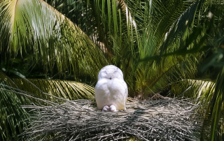 Schnee-Eule - Zoo Rostock