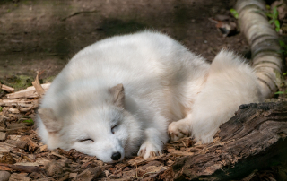 Polarfuchs - Zoo Rostock