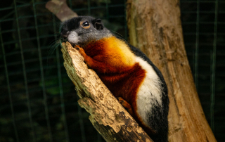 Prevost Schönhörnchen aus dem Regenwaldpavillon, Zoo Rostock