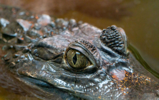 Rund 90 Prozent ihres Lebens verbringen Krokodilkaimane nahezu regungslos – sei es in der Sonne am Ufer dösend oder im Wasser lauernd, Zoo Rostock