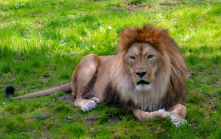 Mit ihrer stattlichen Mähne und ihrem muskulösen Körper wirken die Männchen bei den Löwen wahrhaft königlich. Mit lautem Gebrüll verteidigen sie in der Natur ihr Revier, vertreiben Rivalen und beschützen das Rudel, Zoo Rostock
