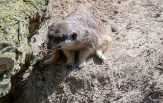Ihre Heimat haben die tagaktiven Erdmännchen in den offenen Trockengebieten und Savannen Südafrikas, Zoo Rostock