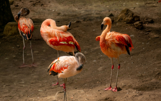 Kubaflamingo - Weltweit gibt es sechs Flamingoarten, von denen vier in Südamerika leben. Zu diesen zählt auch der Kubaflamingo, der auf den Karibischen Inseln, auf Yukatan, der Küste des nördlichen Südamerikas und den Galapagosinseln vorkommt, Zoo Rostock