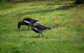 Rothalsgans - Zoo Rostock