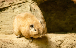Gundi - Zoo Rostock