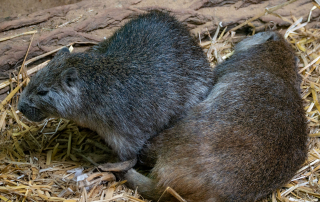 Hutiacongas werden auch Kuba-Baumratten genannt, Zoo Rostock