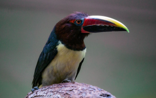 Grünassari - Zoo Rostock